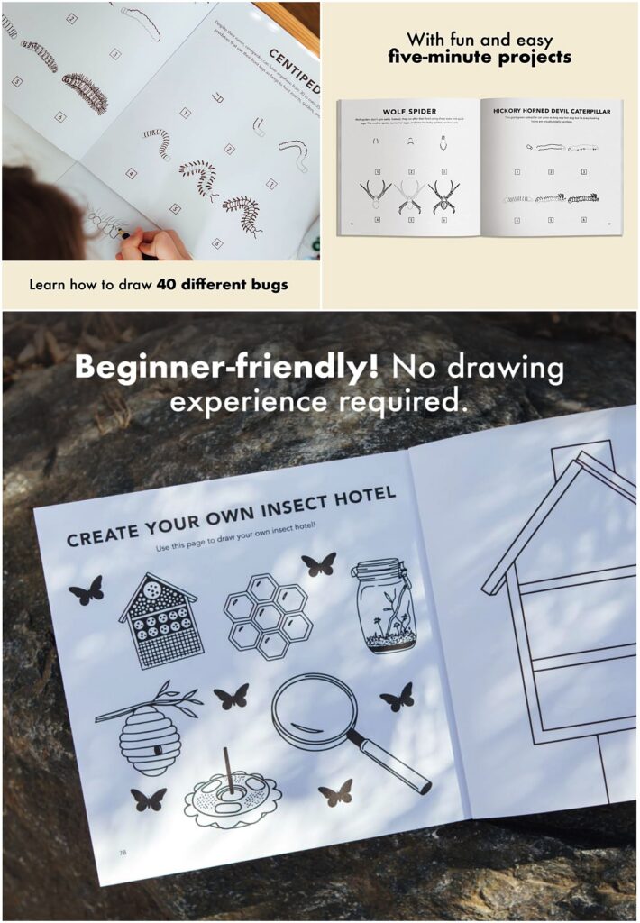New how to draw books by Alli Koch, How To Draw Bugs